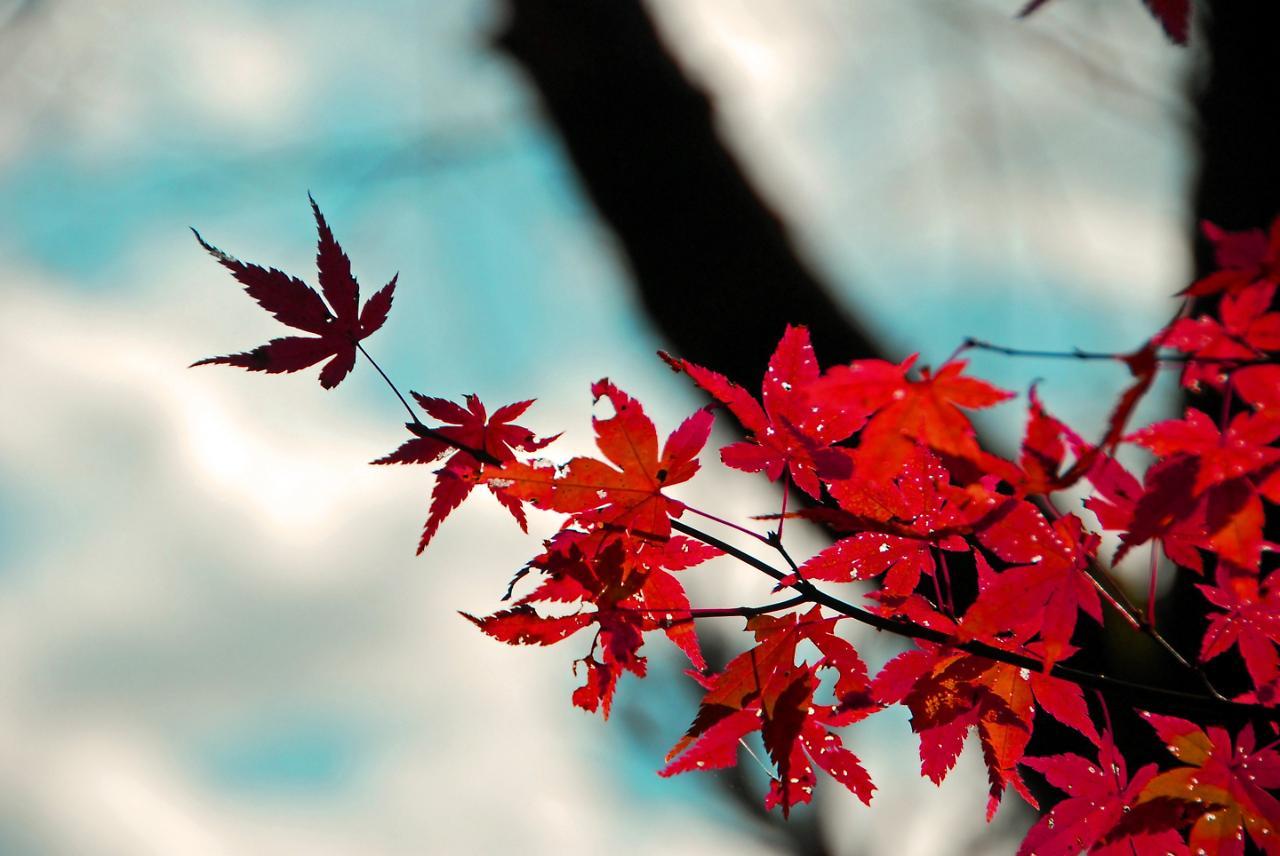 Stay Sakura Kyoto Shijo Karasuma Luaran gambar